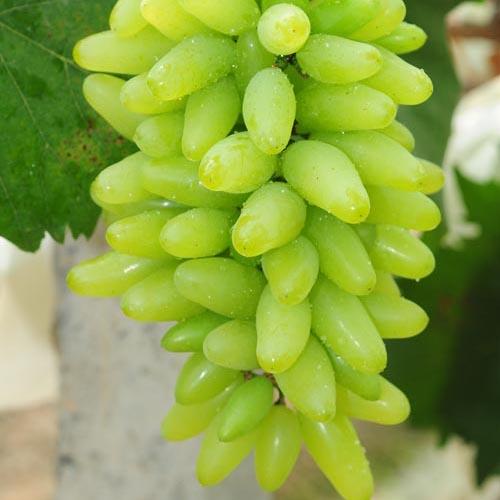 水果营养价值排行榜前十名