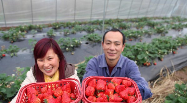 草莓大棚一亩建造价格