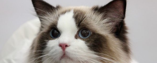 怎么来养好布偶猫