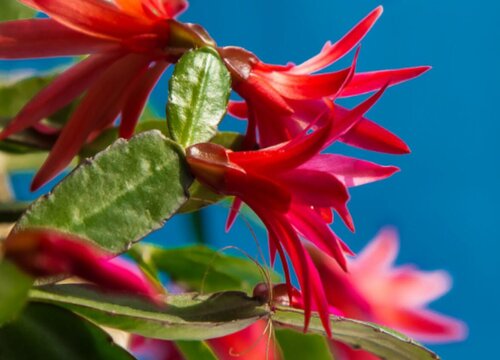 蟹脚兰一年开几次花