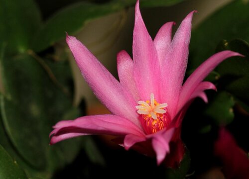 蟹脚兰一年开几次花