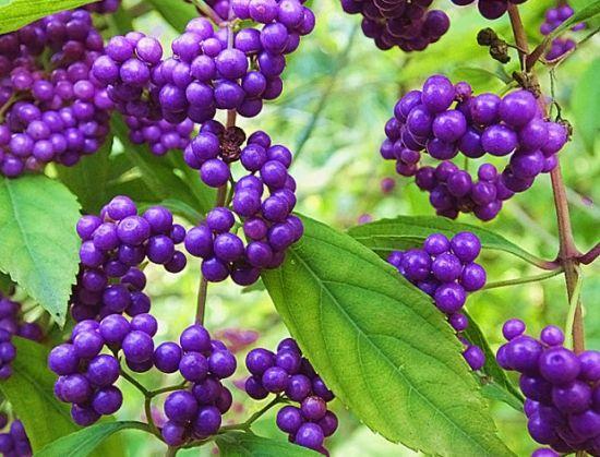 紫珠草的功效与作用