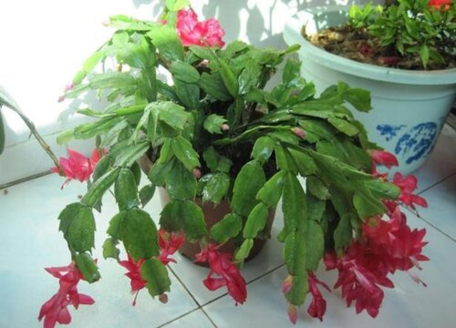 买的蟹爪兰掉花苞了是什么原因造成的呢