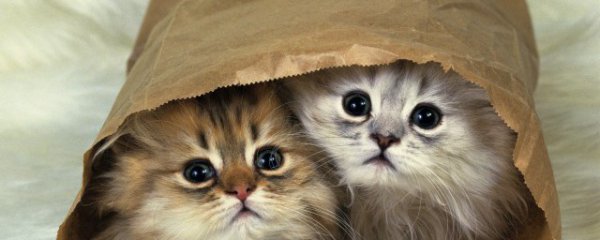 小猫流眼泪是怎么回事