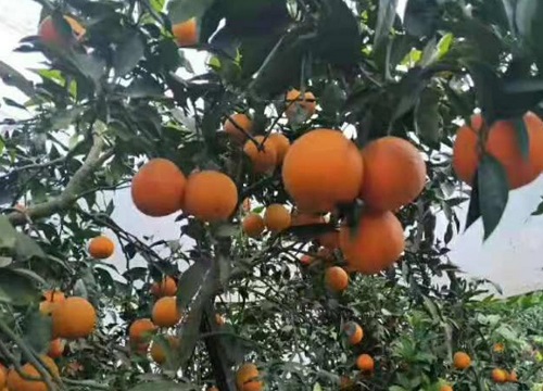 丑美人柑橘新品种种植前景