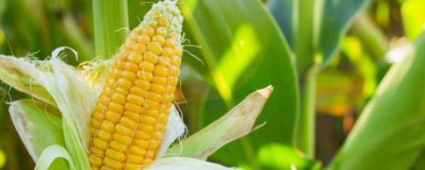 田间玉米施肥时间和方法