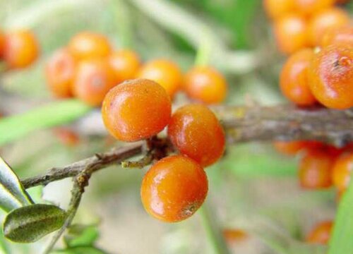 沙棘苗什么时候栽最好