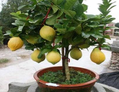 柠檬树叶子掉光了还会长吗