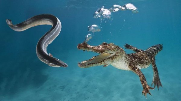 亚马逊电鳗有天敌吗