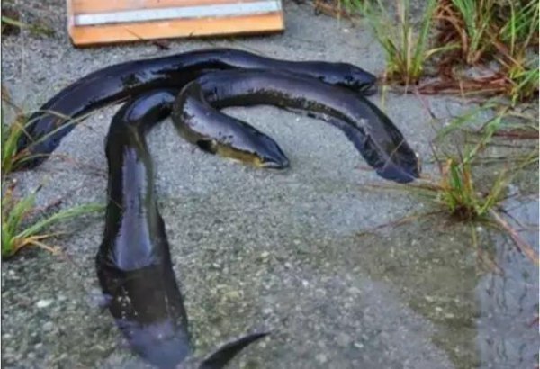 亚马逊电鳗有天敌吗