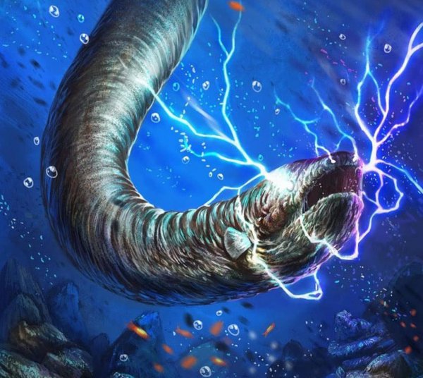 亚马逊电鳗有天敌吗