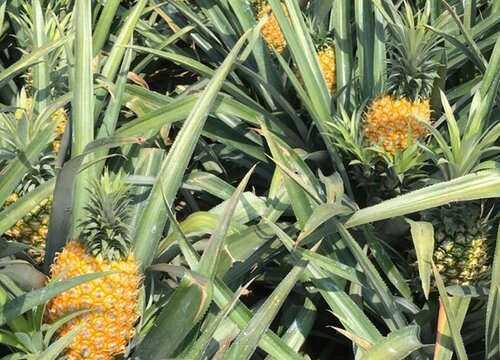 波萝几年结果实