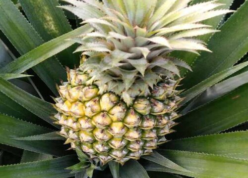 波萝几年结果实