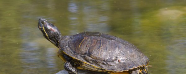 草龟适合什么属相的人养