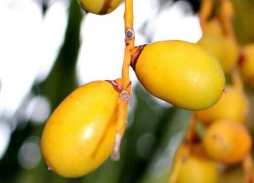 加拿利海枣果实能吃吗