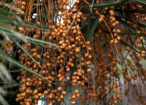 加拿利海枣果实能吃吗
