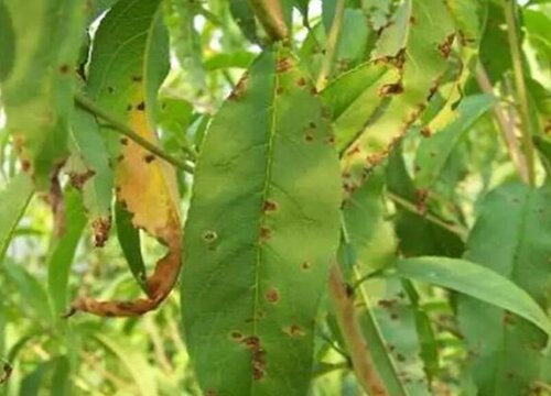 桃树炭疽病的发病原因及治疗方法