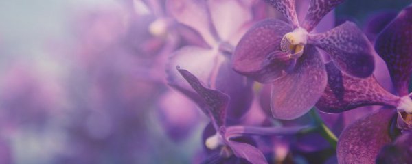 冬天在室内怎么养兰花好