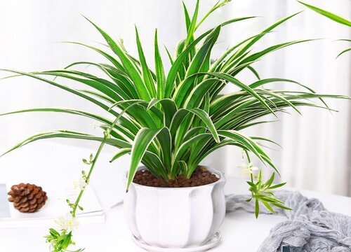 吊兰叶片发黄干尖怎么办