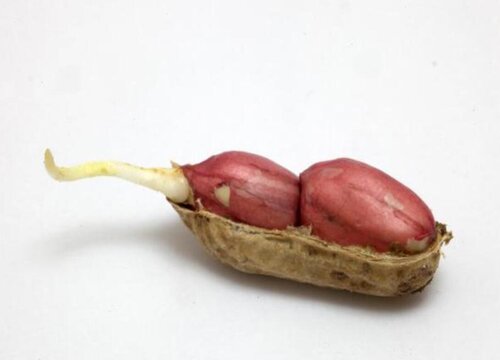 花生豆发芽了可以吃吗