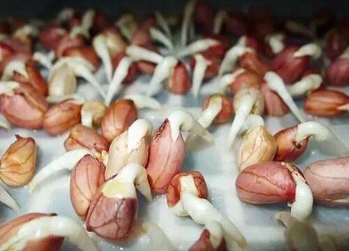 花生豆发芽了可以吃吗