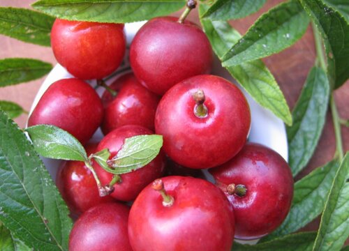 钙果树几年结果