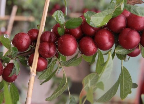 钙果树几年结果