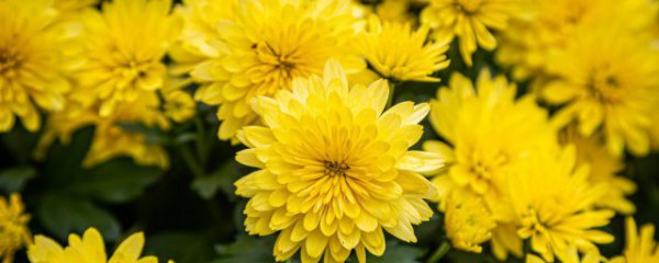 菊花施肥方法和注意事项