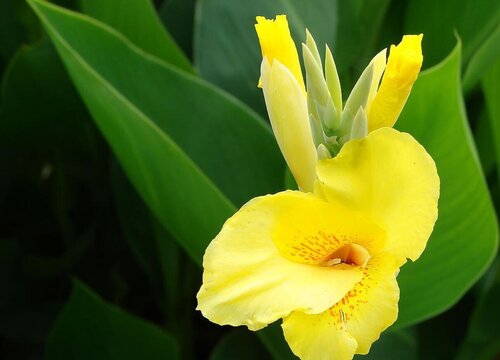 美人蕉花的寓意和象征