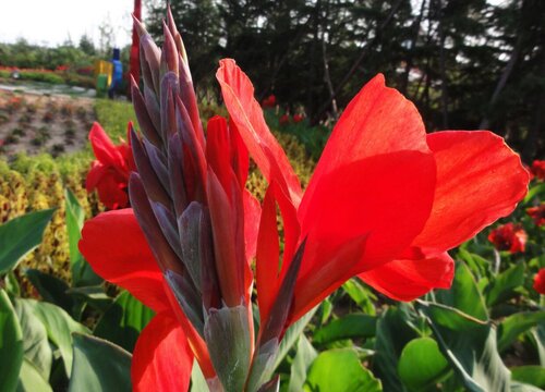 美人蕉花的寓意和象征