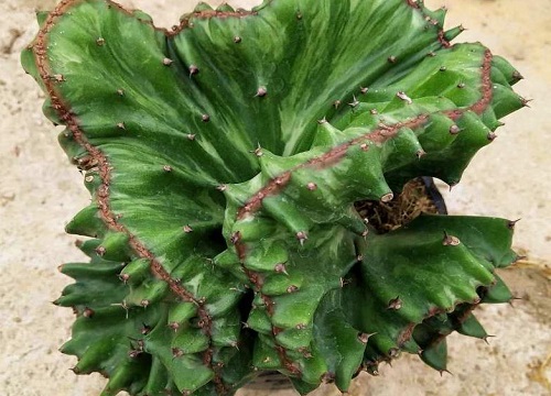 冬天麒麟花卉冻伤如何才能挽救