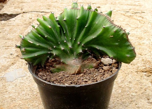 冬天麒麟花卉冻伤如何才能挽救