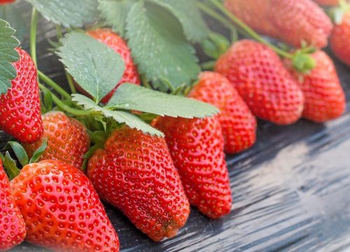 草莓需要施什么肥料才会甜