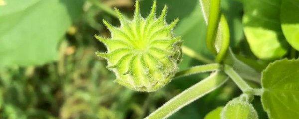 苘麻泡水喝有什么功效