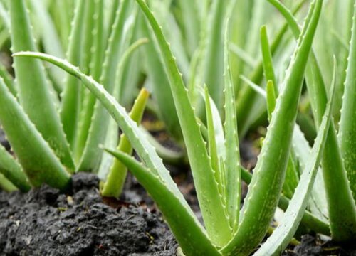 夏天如何养护芦荟叶片水嫩