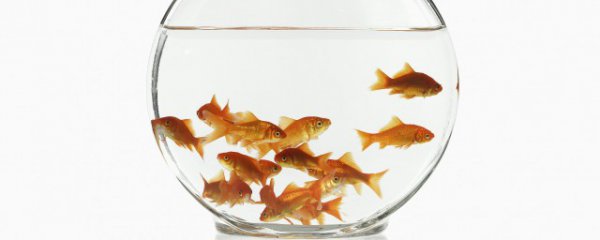 冬天室内如何养小鱼好