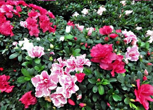 毛杜鹃一年开几次花