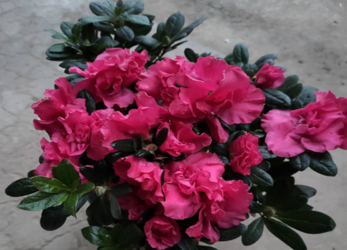 毛杜鹃一年开几次花