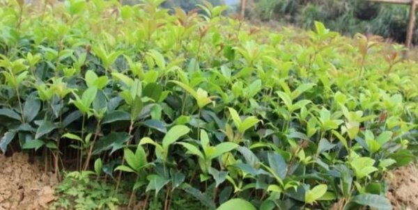 桂花什么时候扦插最佳