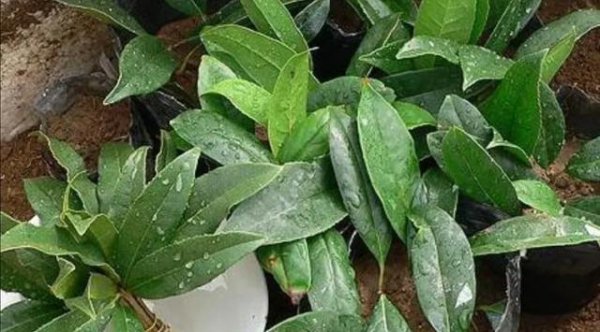 桂花什么时候扦插最佳