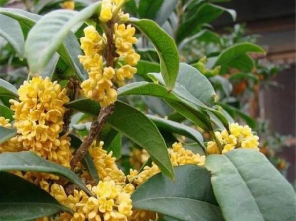 桂花什么时候扦插最佳