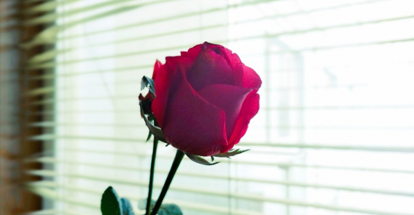 爱上一个人需要多久的时间