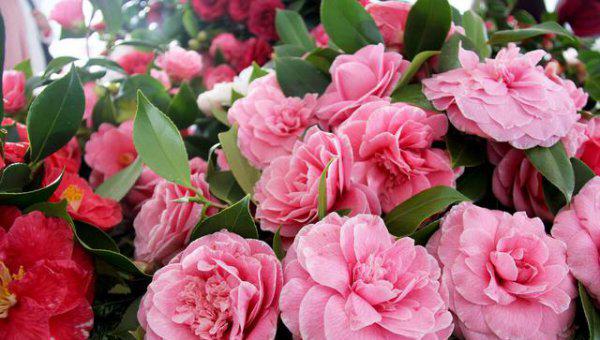 山茶花什么时候扦插最好