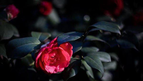 山茶花什么时候扦插最好