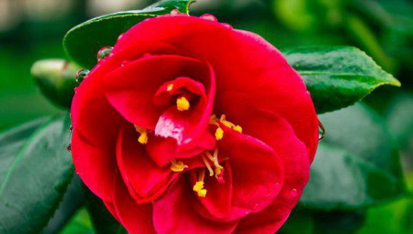 山茶花什么时候扦插最好