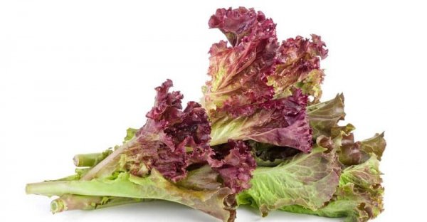 红叶生菜可以生吃吗