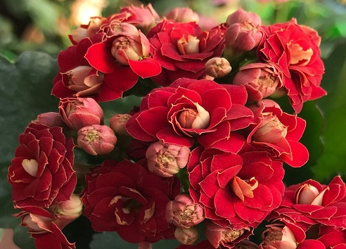 夏季长寿花如何养护不会烂根