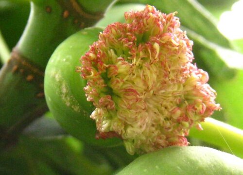 无花果树开花吗