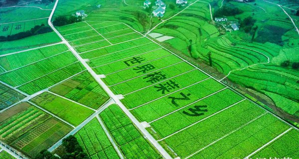 乌江榨菜产地在哪里