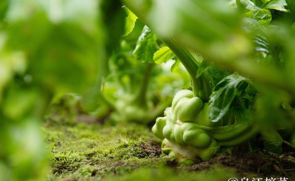 乌江榨菜产地在哪里